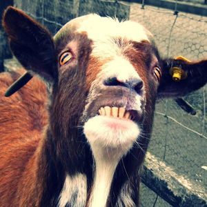 Meet your Posher, Joey